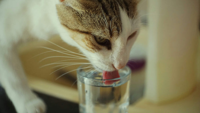 A cat drinking out of a glass of water