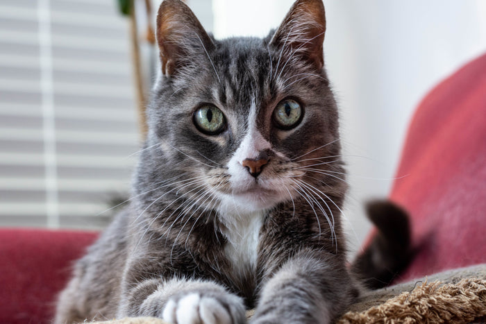 Cat in living room