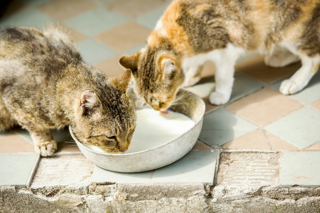 High Moisture Diets For Cat: The Rule Not The Exception