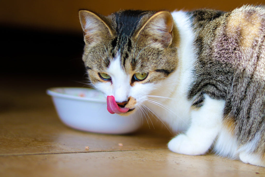 Why Diabetic Pets Can Benefit From Low Carbohydrate Diets