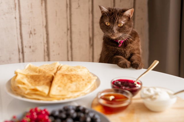 Dinner Time Drama: 5 Creative Ways to Make Mealtime Fun for Your Pet