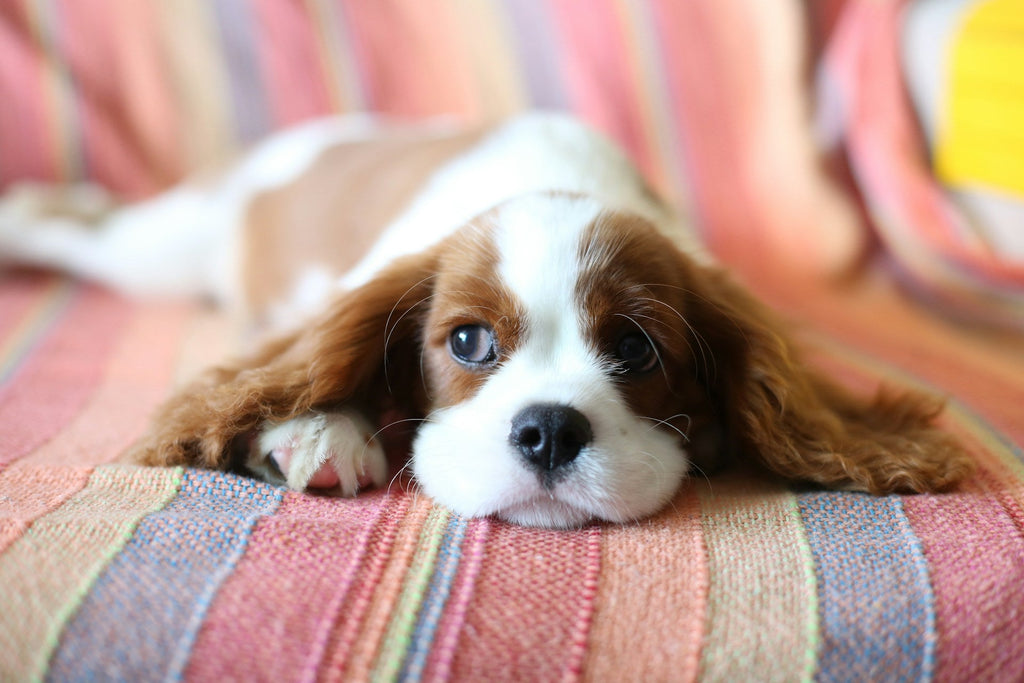 Paws and Plates: The Art of Mealtime Variety for Happy, Healthy Dogs and Cats