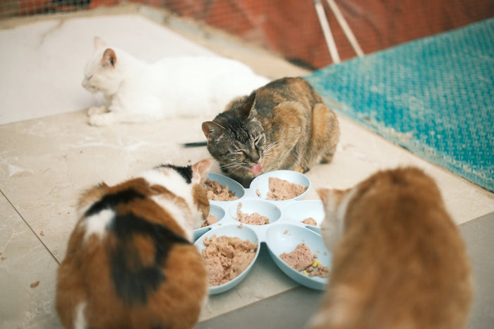 What to Do If Your Cat Refuses Food